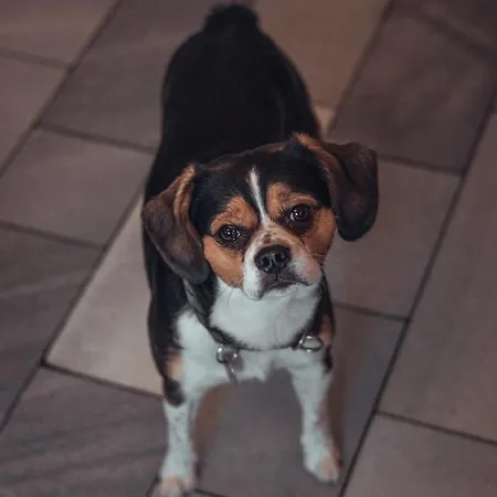 Und Roter Hirsch 3* Claußnitz