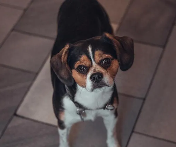 Und Roter Hirsch 3* Claußnitz